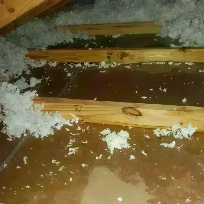 Attic Water Damage in South Suffolk, VA