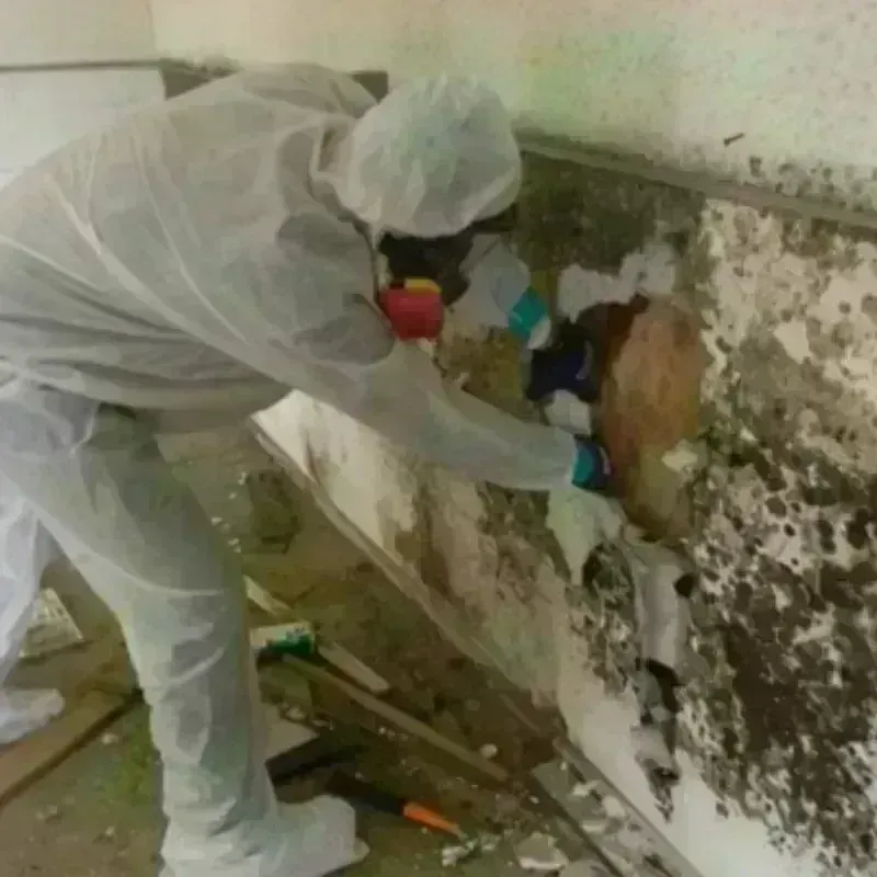 Mold Remediation and Removal in South Suffolk, VA